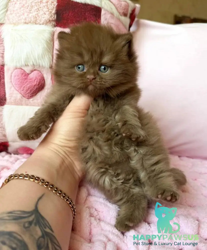 Feofaniya British Longhair female cinnamon - live animals