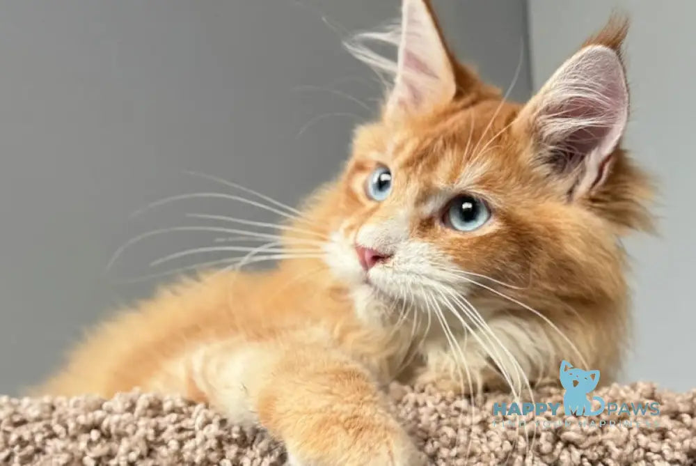 Ferdenant Maine Coon male red ticked tabby with white live animals