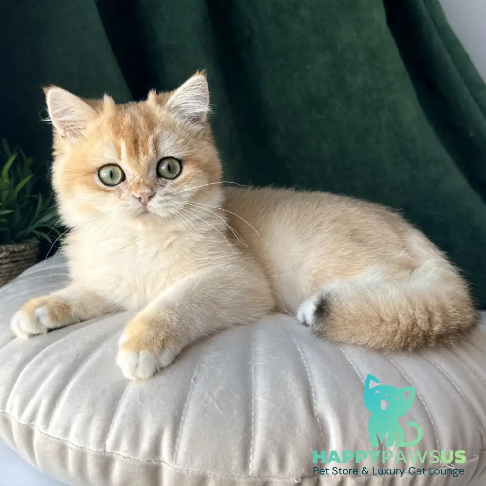 Ferdinand British Shorthair male black golden chinchilla - live animals