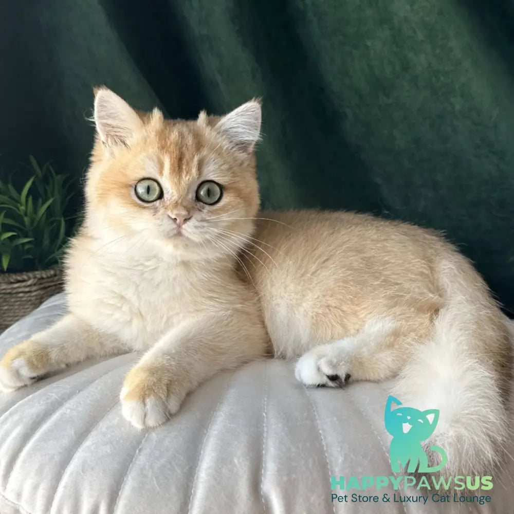 Ferdinand British Shorthair male black golden chinchilla - live animals