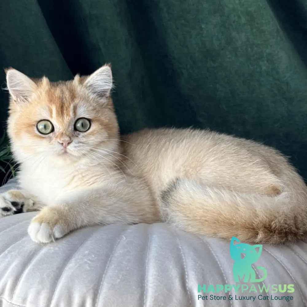 Ferdinand British Shorthair male black golden chinchilla - live animals