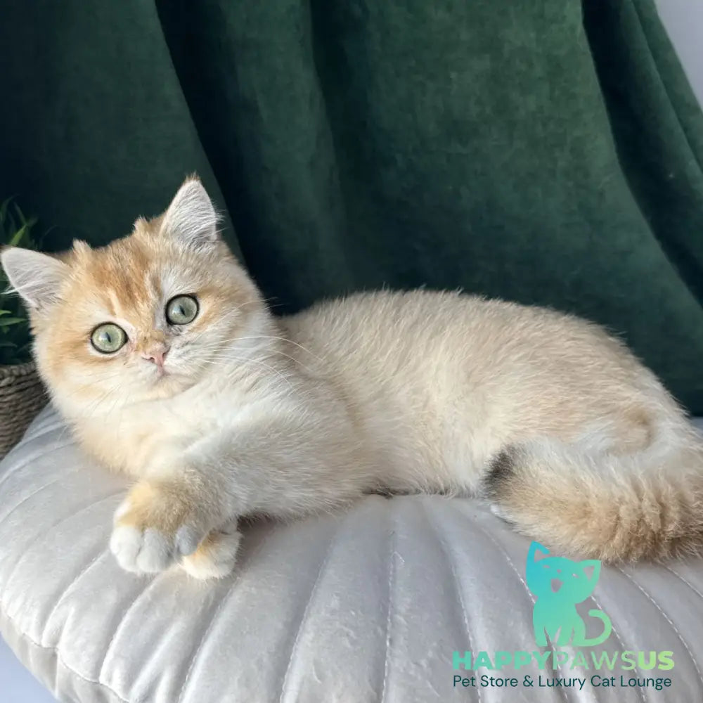 Ferdinand British Shorthair male black golden chinchilla - live animals
