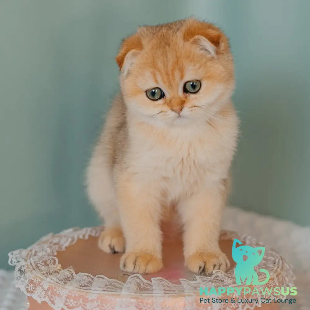 Feride Scottish Fold female black golden shaded