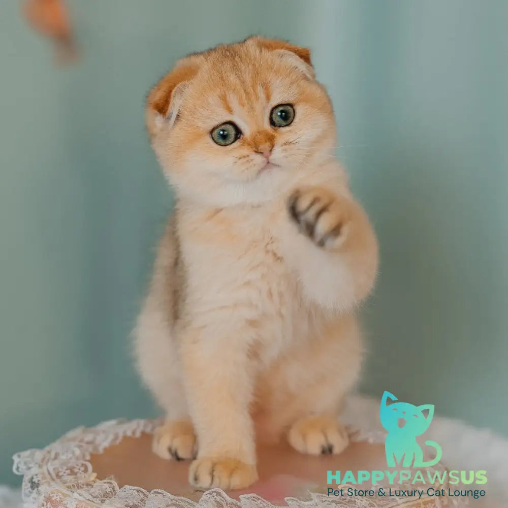 Feride Scottish Fold female black golden shaded