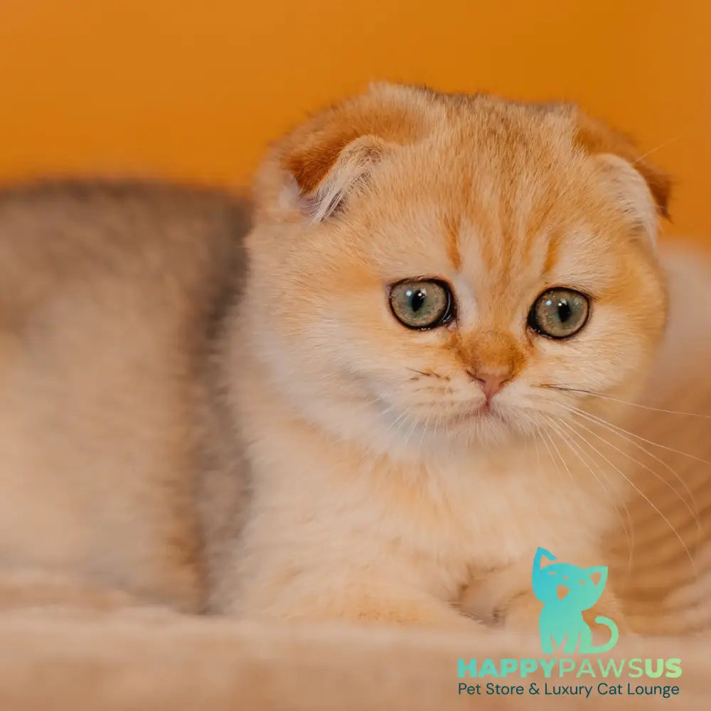 Feride Scottish Fold female black golden shaded