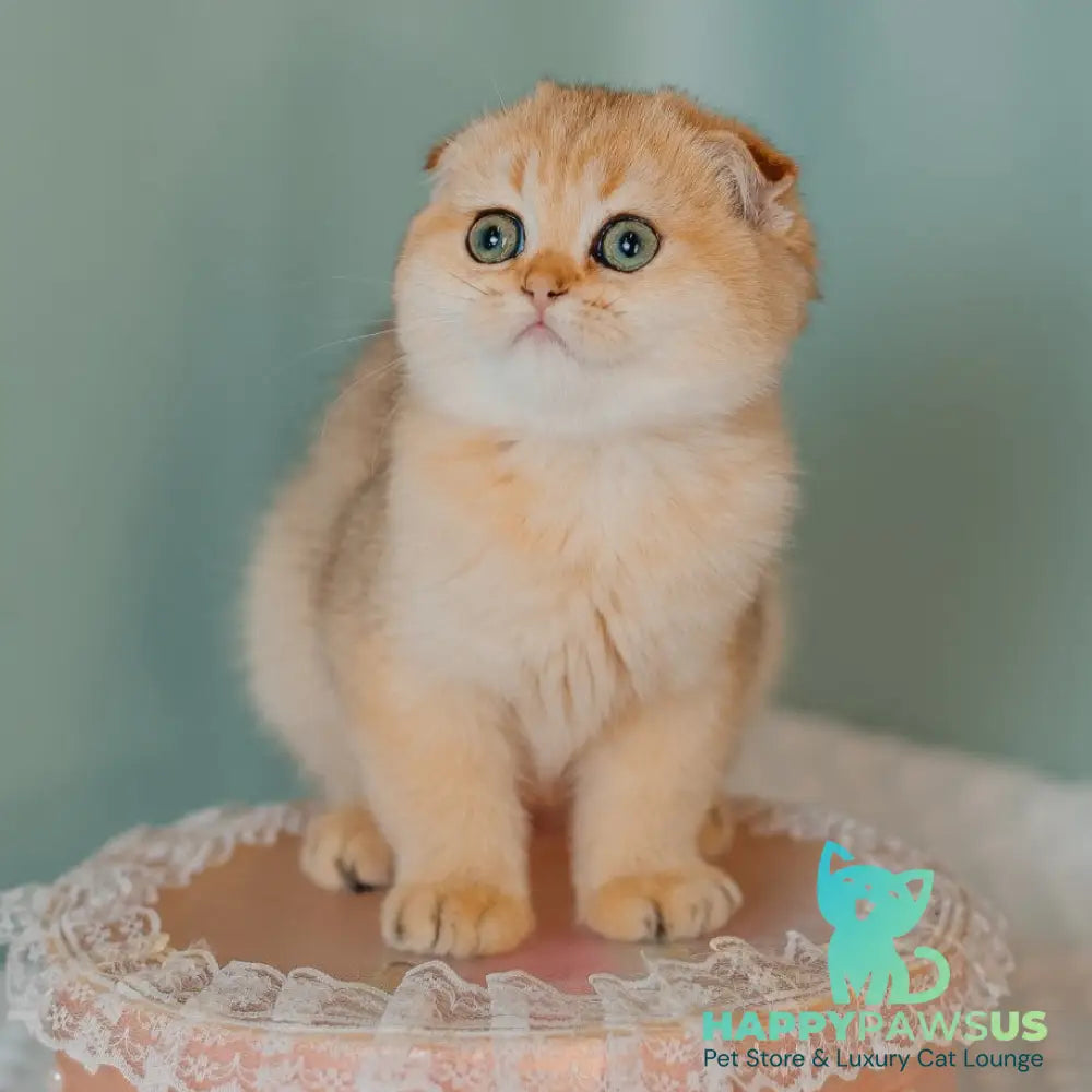 Feride Scottish Fold female black golden shaded