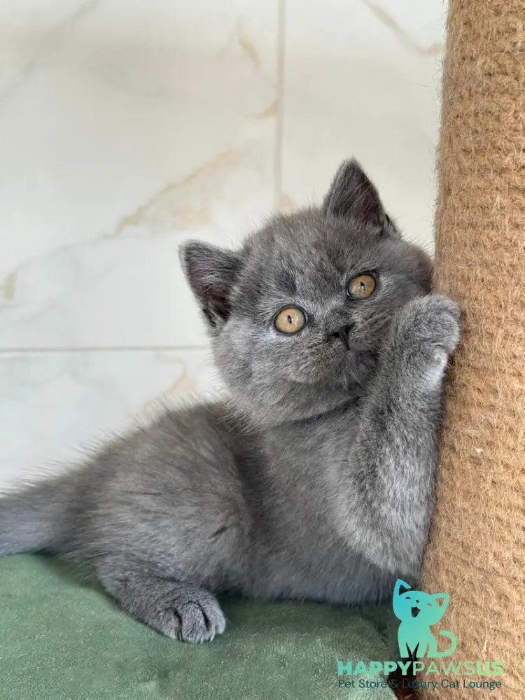 Ferrari British Shorthair male blue - live animals