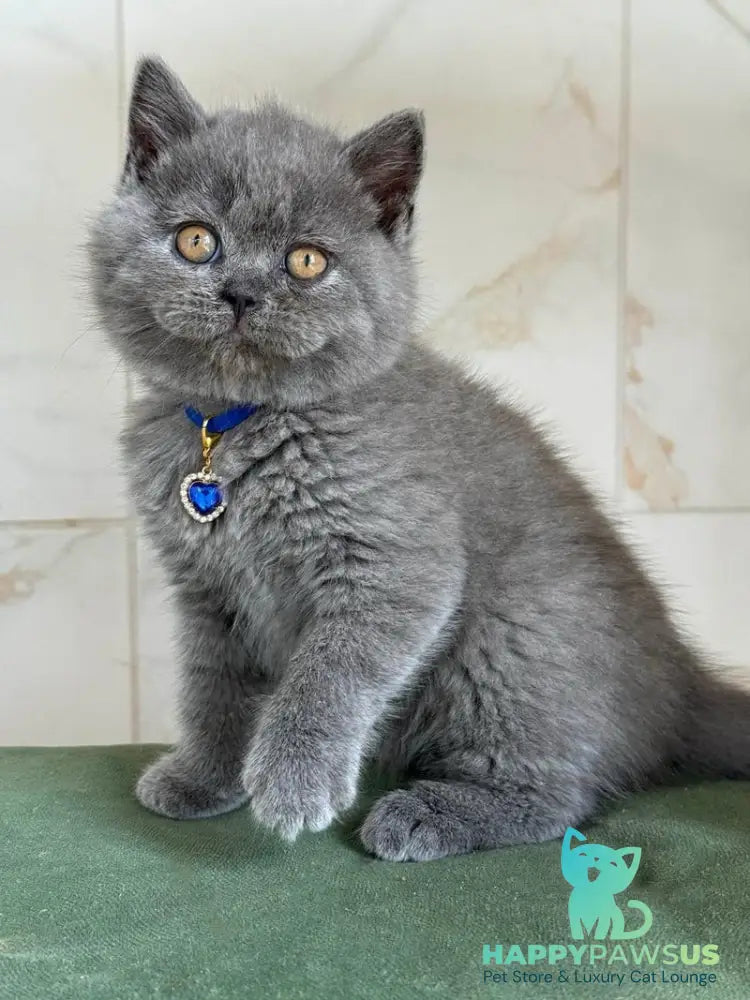 Ferrari British Shorthair male blue - live animals