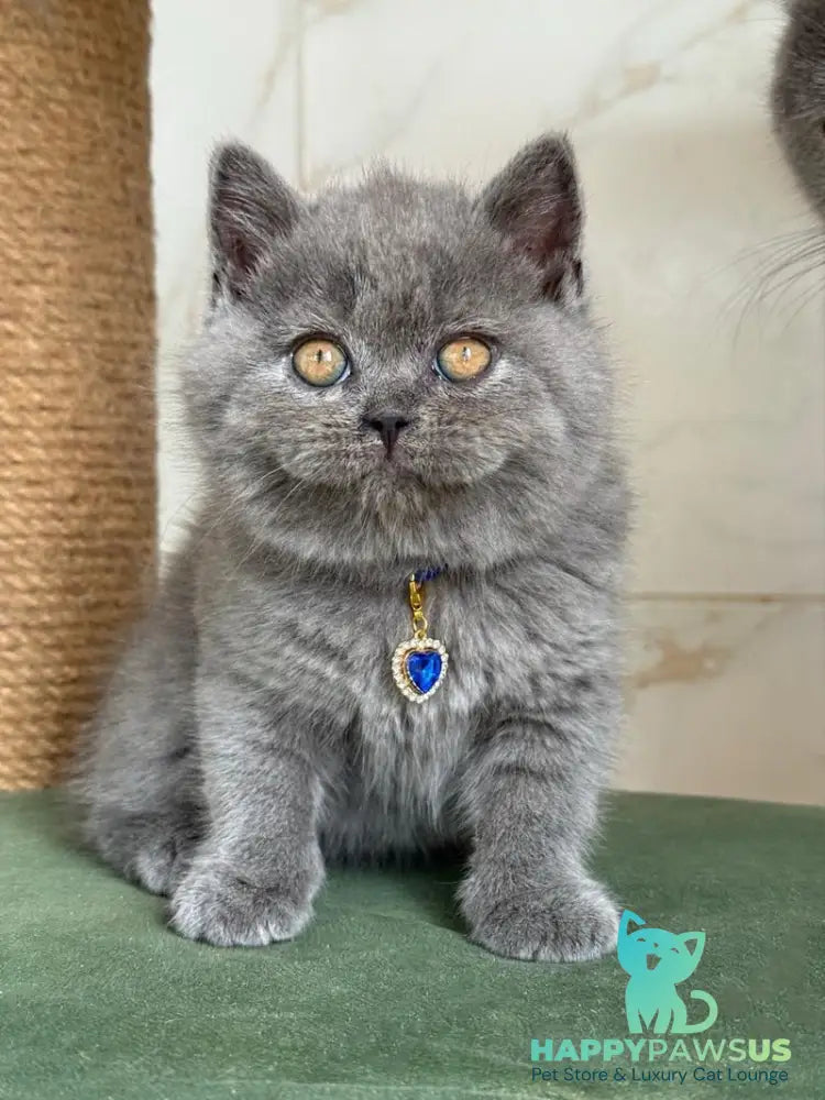 Ferrari British Shorthair male blue - live animals