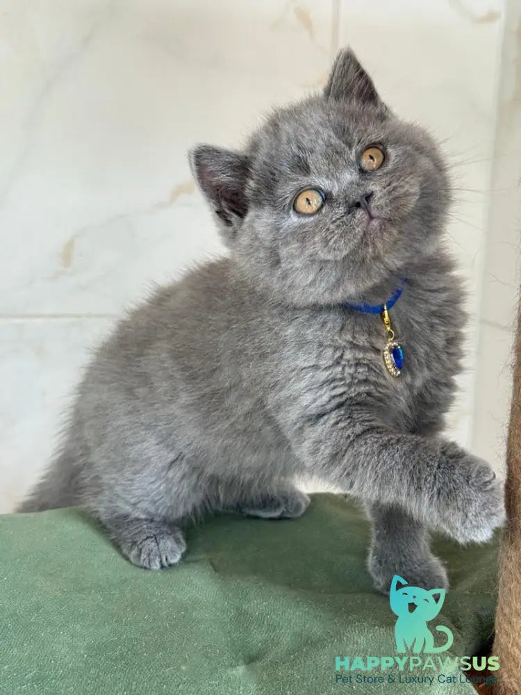 Ferrari British Shorthair male blue - live animals