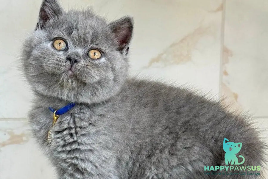 Ferrari British Shorthair male blue - live animals