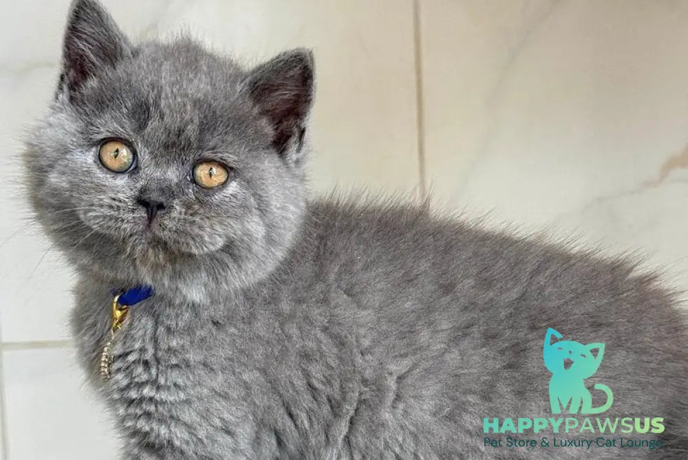 Ferrari British Shorthair male blue - live animals