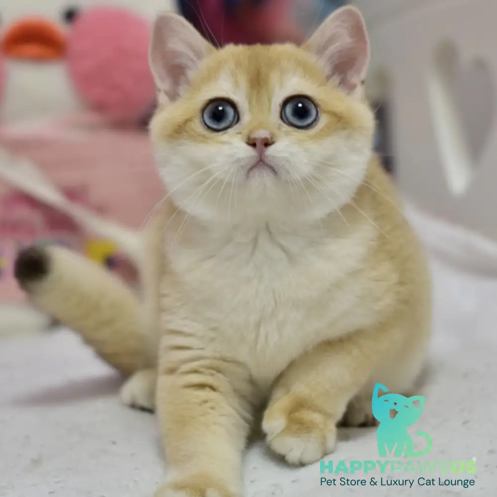 Ferrero British Shorthair male black golden shaded - live animals