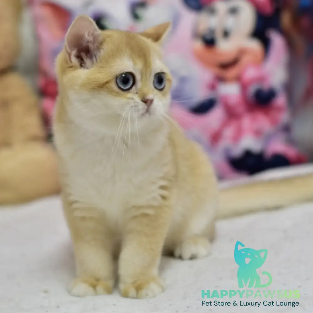Ferrero British Shorthair male black golden shaded - live animals