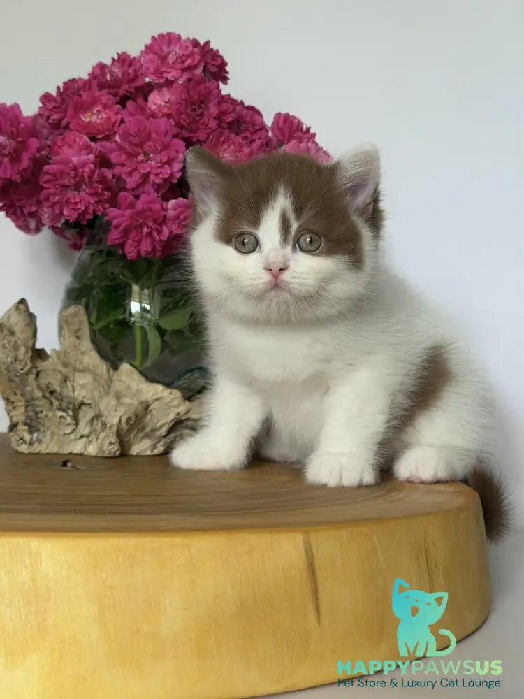Ferris British Shorthair male cinnamon harlequin - live animals