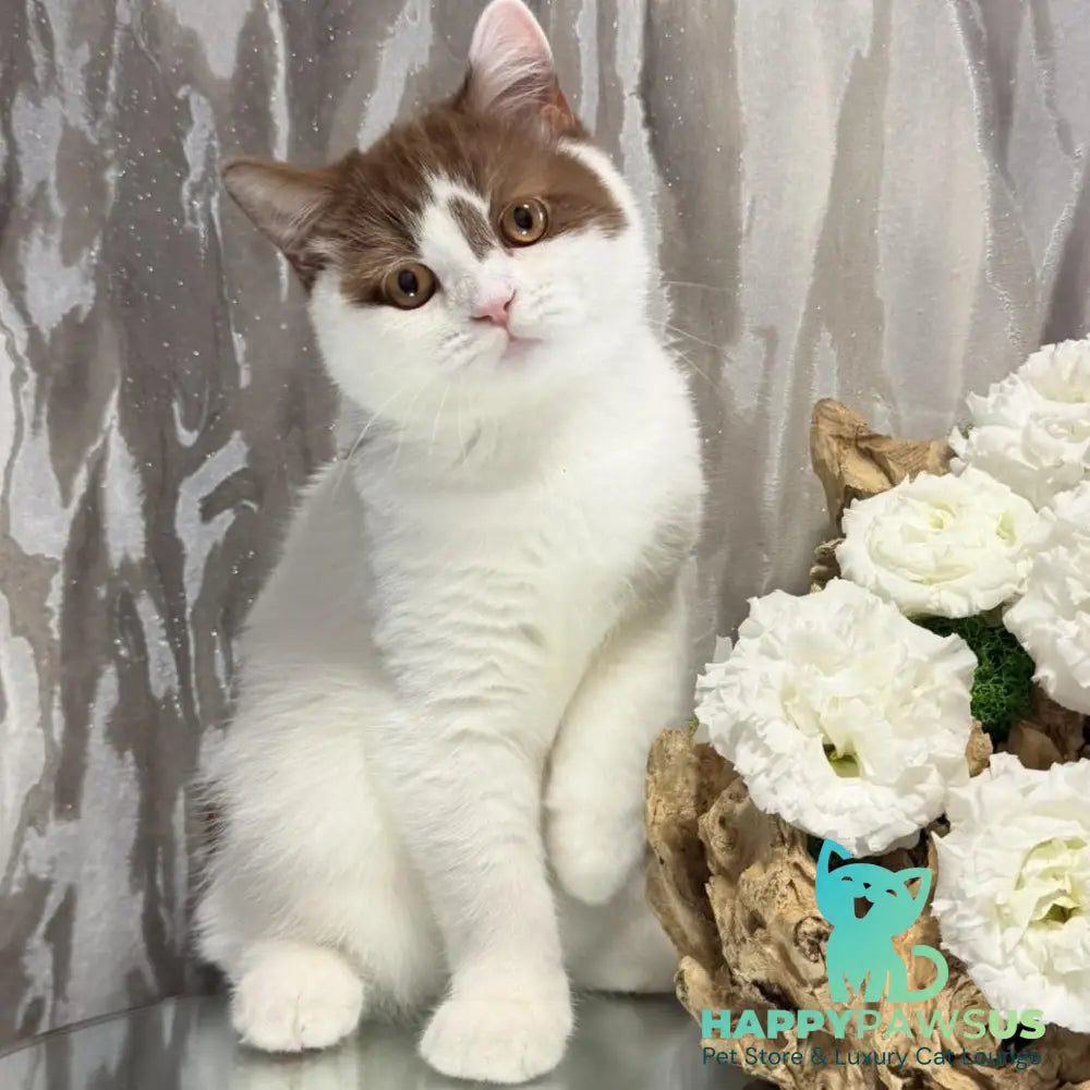 Ferris British Shorthair male cinnamon harlequin - live animals