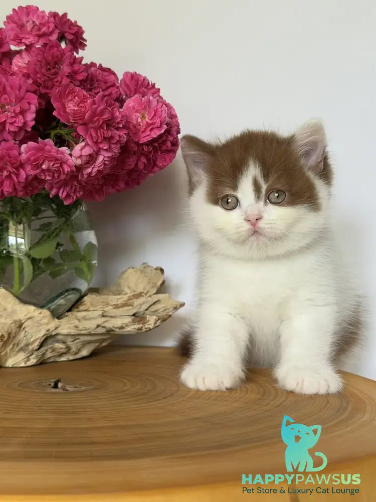 Ferris British Shorthair male cinnamon harlequin - live animals