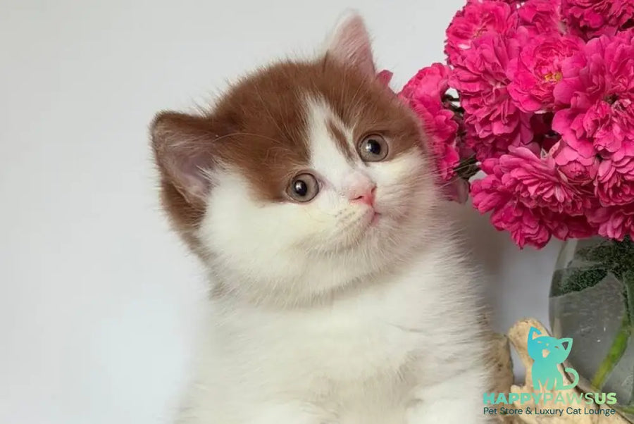 Ferris British Shorthair male cinnamon harlequin - live animals