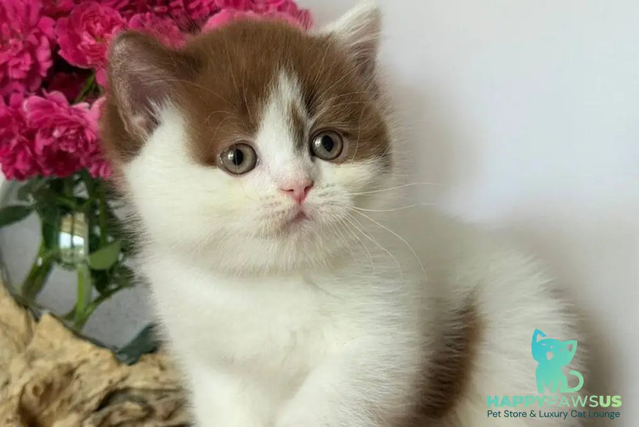 Ferris British Shorthair male cinnamon harlequin - live animals