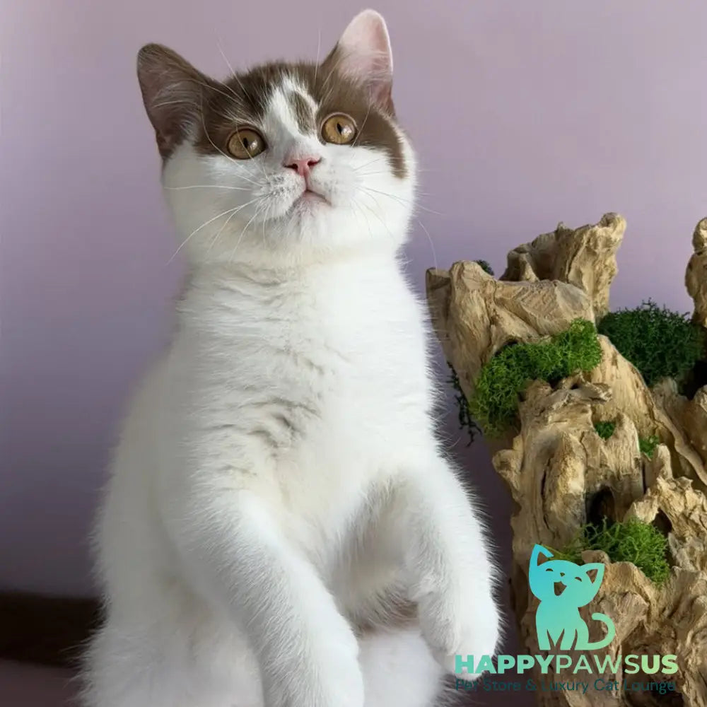Ferris British Shorthair male cinnamon harlequin - live animals