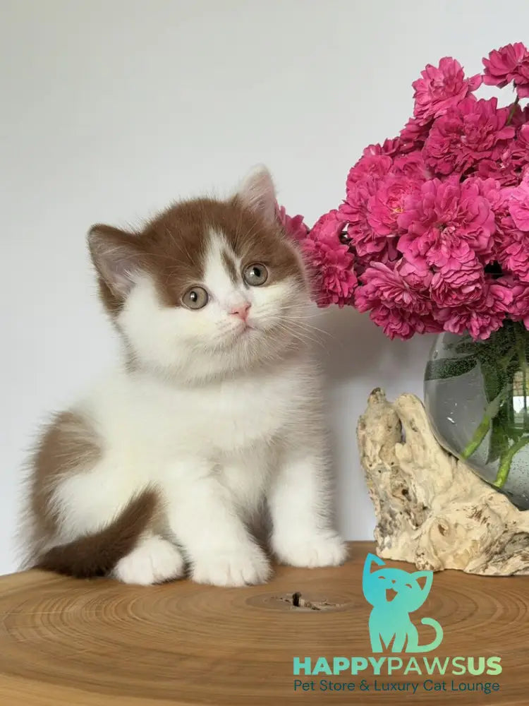 Ferris British Shorthair male cinnamon harlequin - live animals