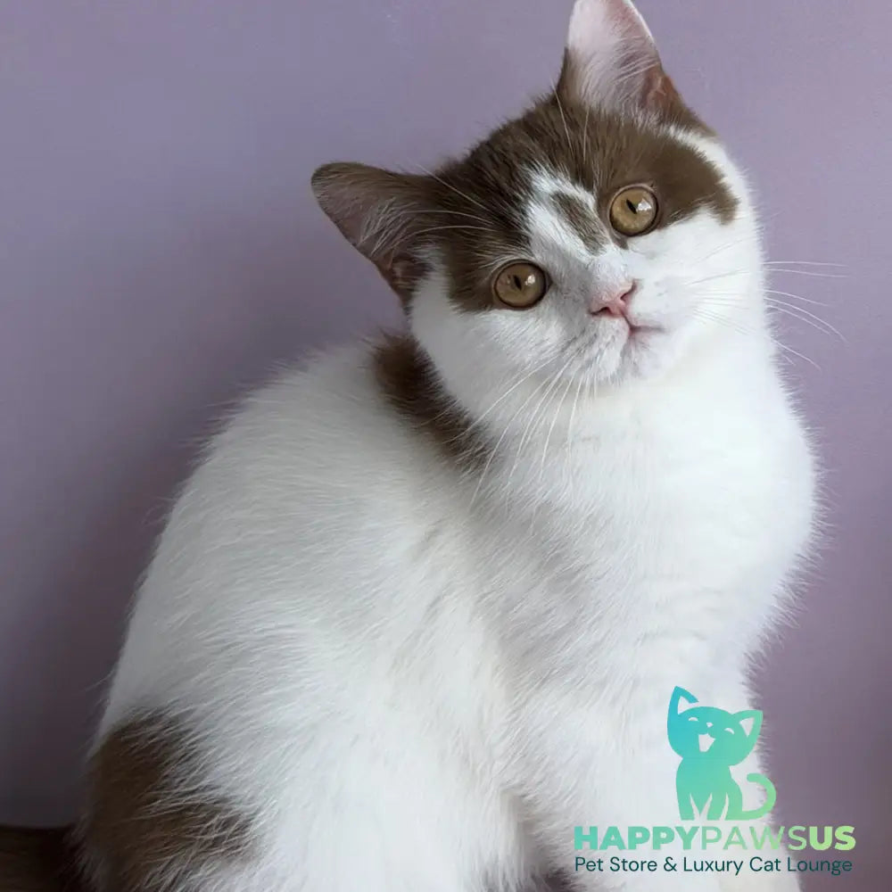 Ferris British Shorthair male cinnamon harlequin - live animals