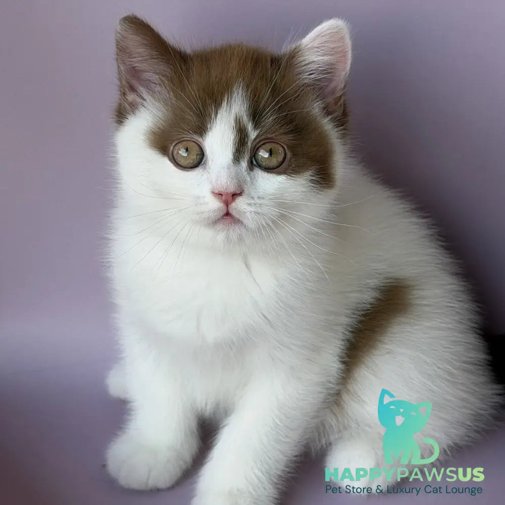Ferris British Shorthair male cinnamon harlequin - live animals