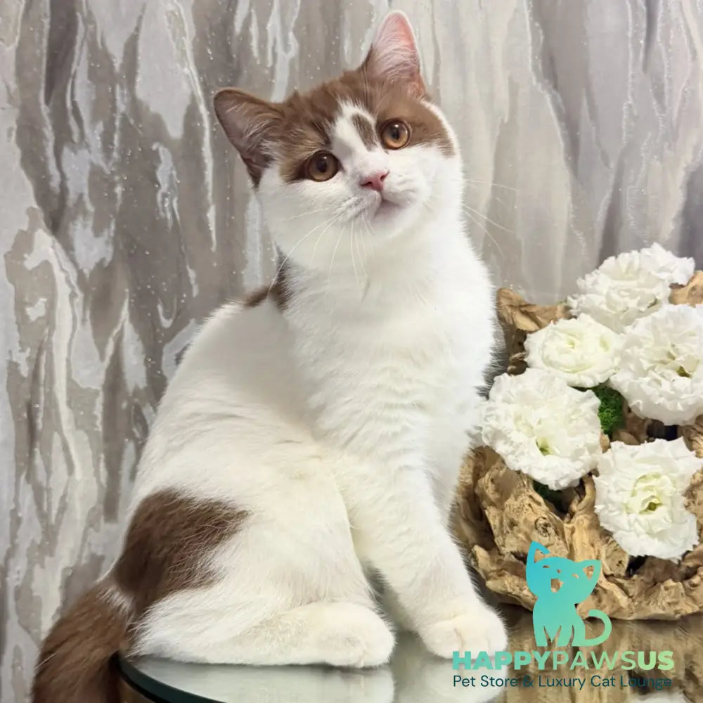 Ferris British Shorthair male cinnamon harlequin - live animals