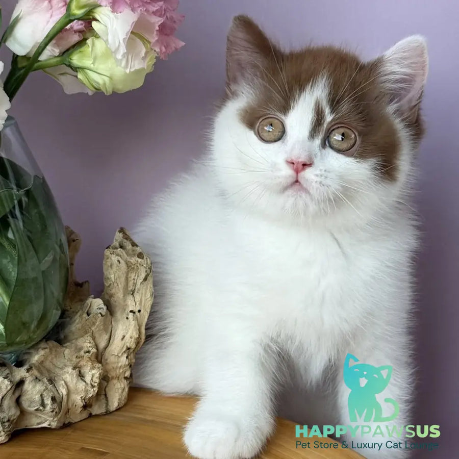 Ferris British Shorthair male cinnamon harlequin - live animals