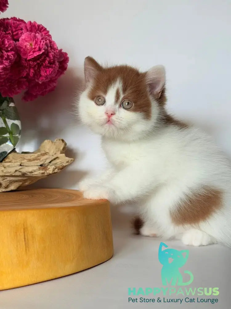 Ferris British Shorthair male cinnamon harlequin - live animals