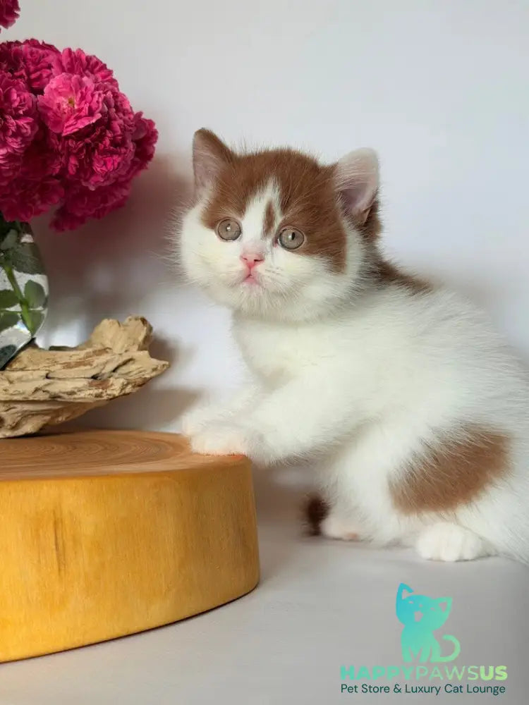 Ferris British Shorthair male cinnamon harlequin - live animals