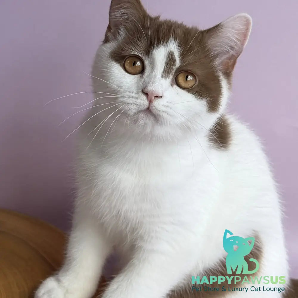 Ferris British Shorthair male cinnamon harlequin - live animals