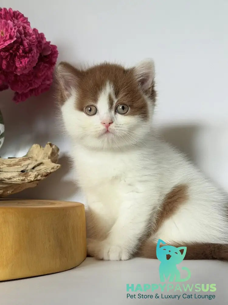 Ferris British Shorthair male cinnamon harlequin - live animals