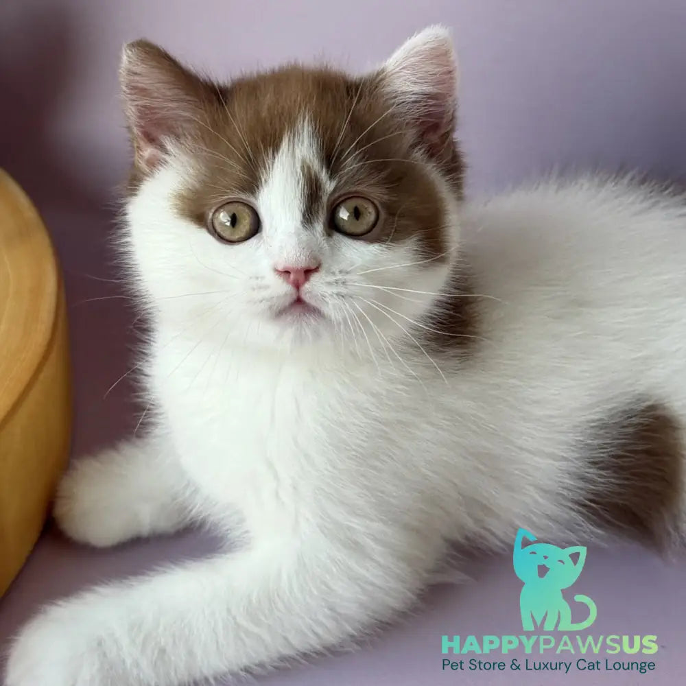 Ferris British Shorthair male cinnamon harlequin - live animals