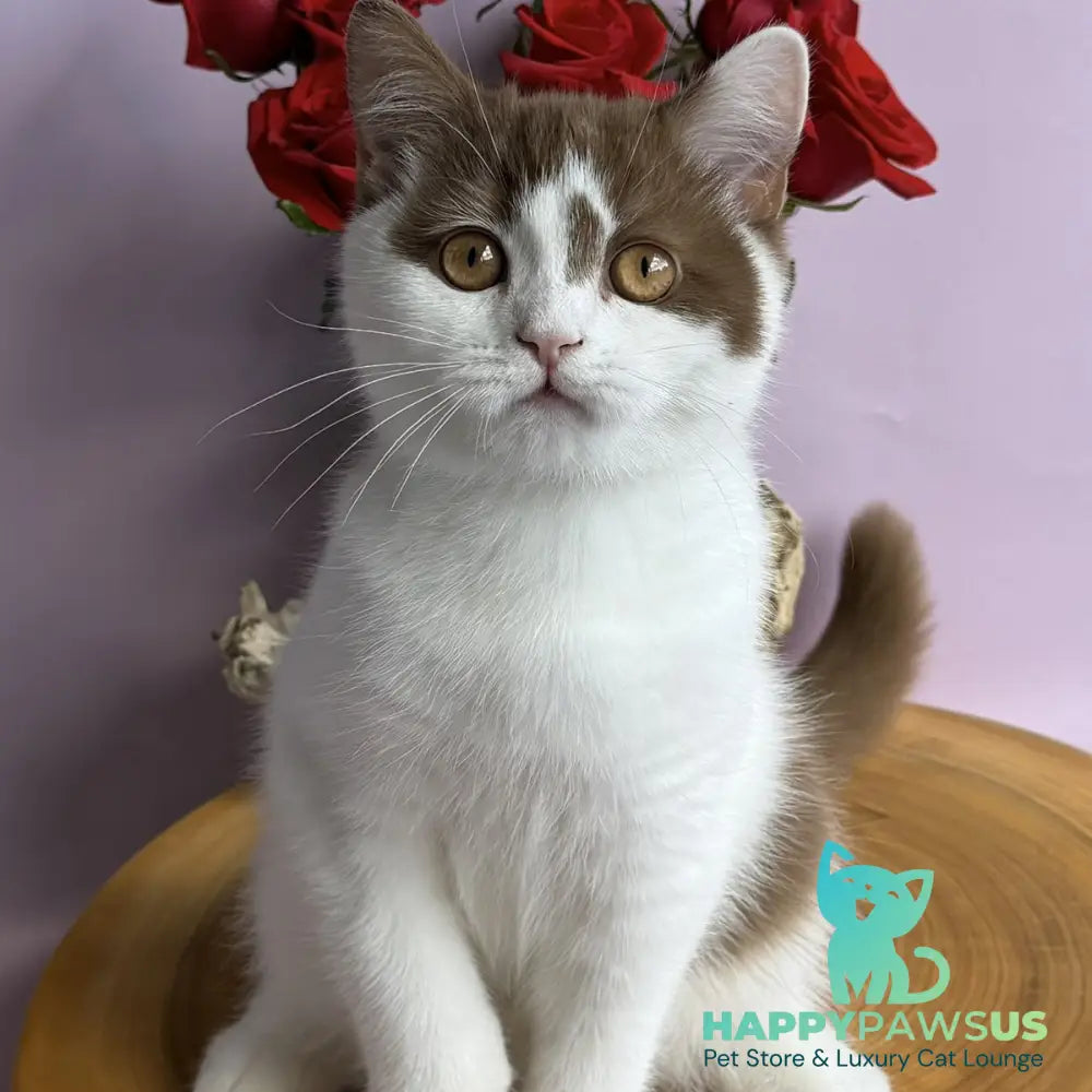 Ferris British Shorthair male cinnamon harlequin - live animals