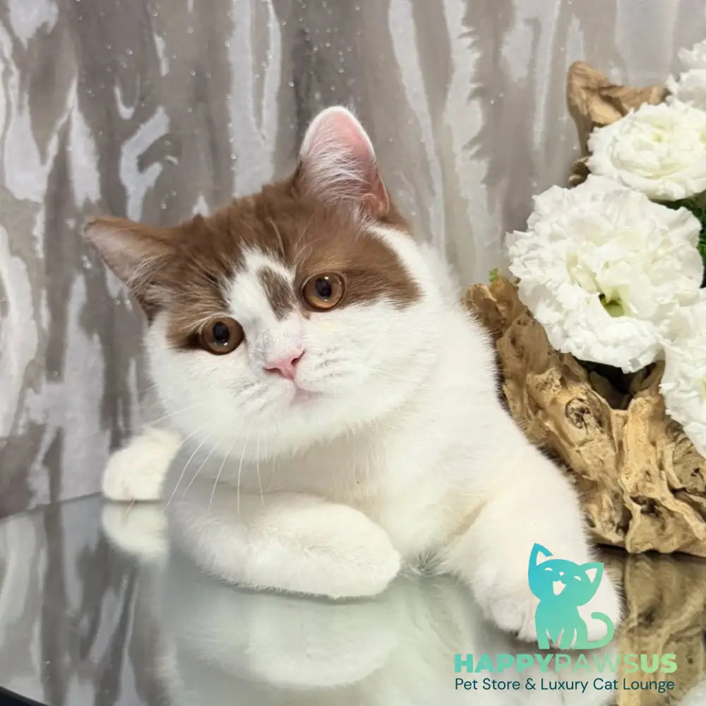 Ferris British Shorthair male cinnamon harlequin - live animals