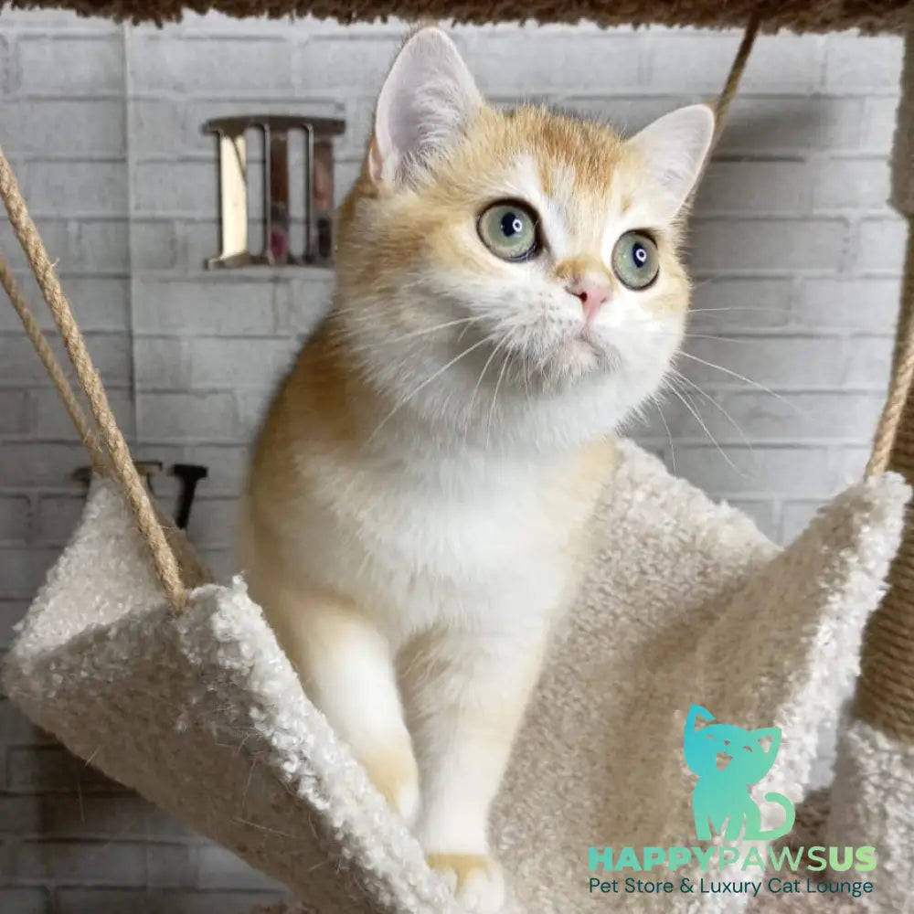 Feya British Shorthair female black golden chinchilla - live animals