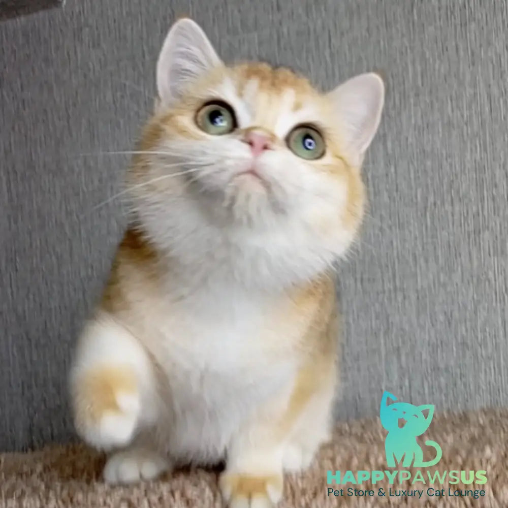 Feya British Shorthair female black golden chinchilla - live animals