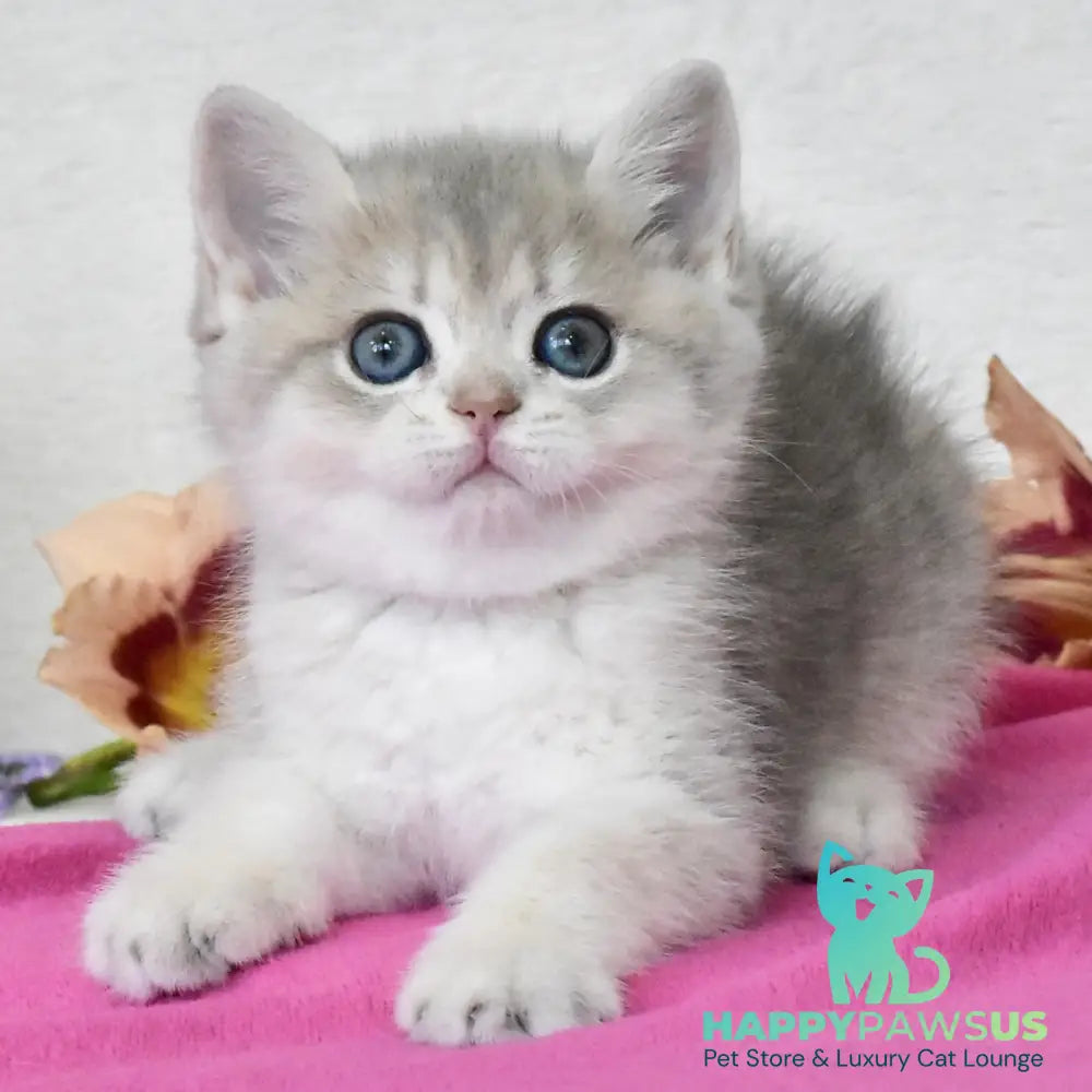Feya British Shorthair female blue golden shaded - live animals