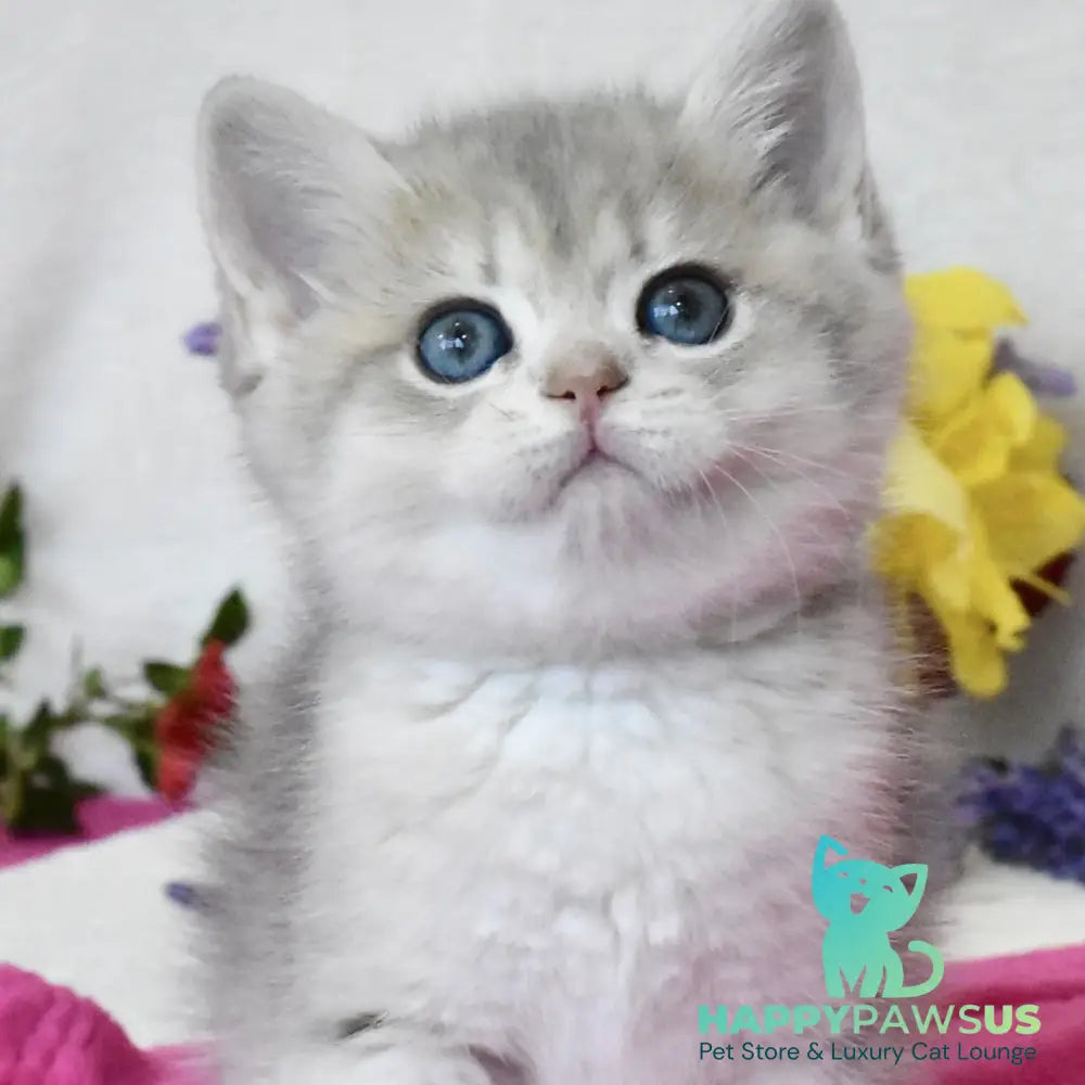 Feya British Shorthair female blue golden shaded - live animals