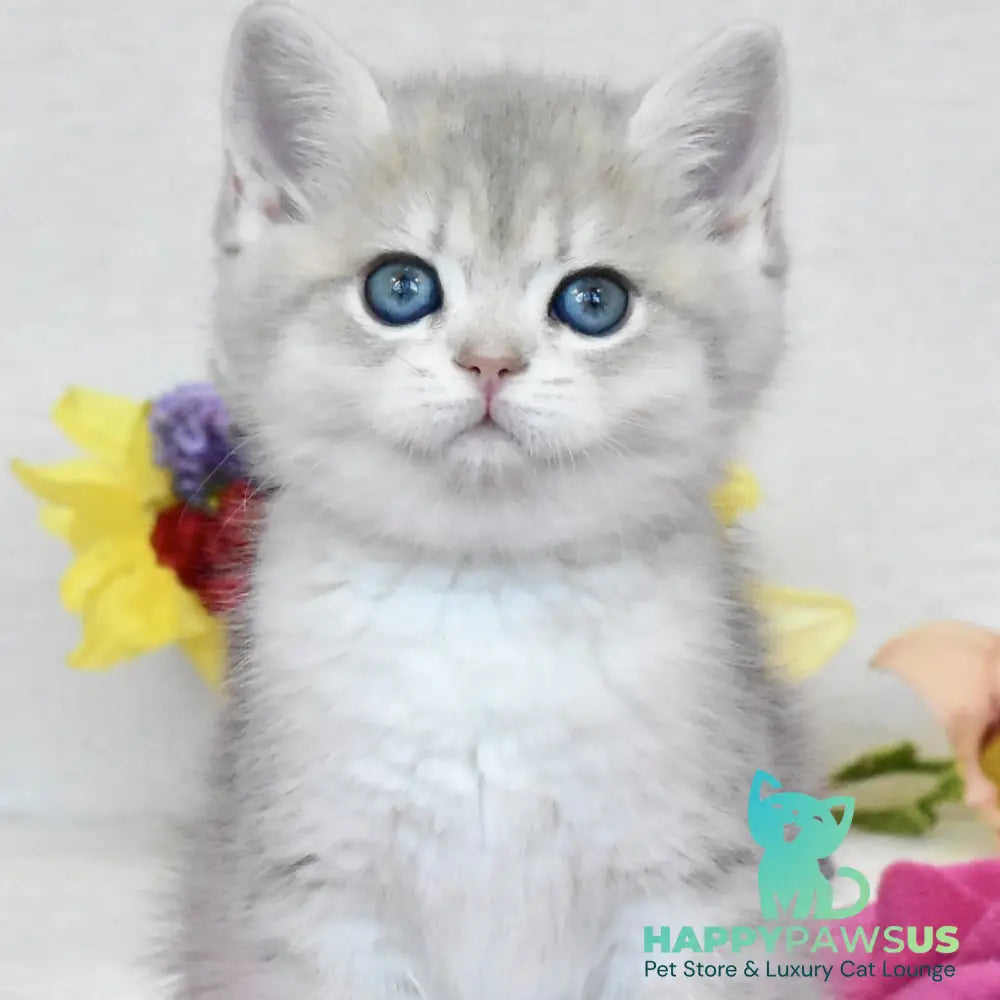Feya British Shorthair female blue golden shaded - live animals