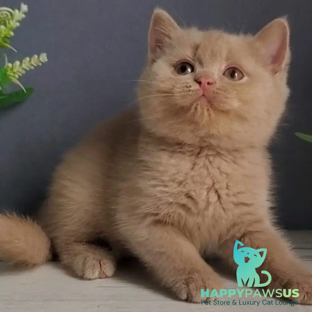 Feya British Shorthair female fawn - live animals