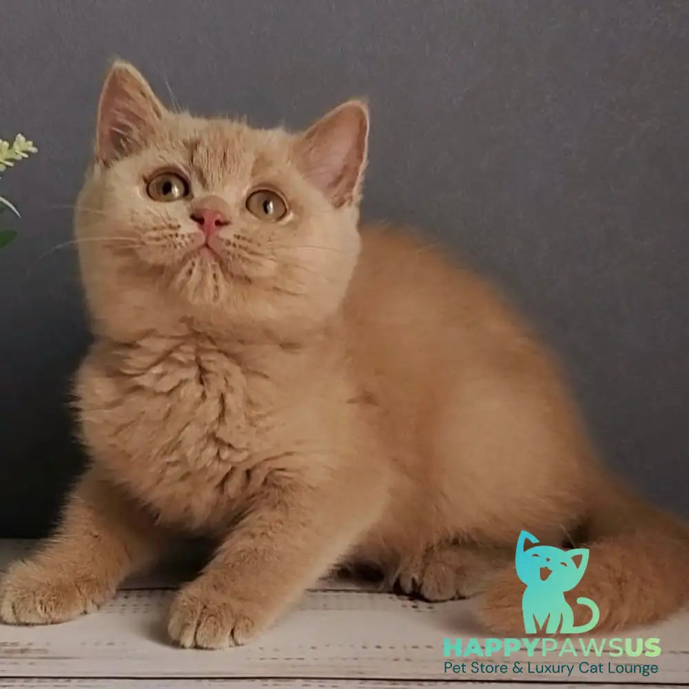 Feya British Shorthair female fawn - live animals