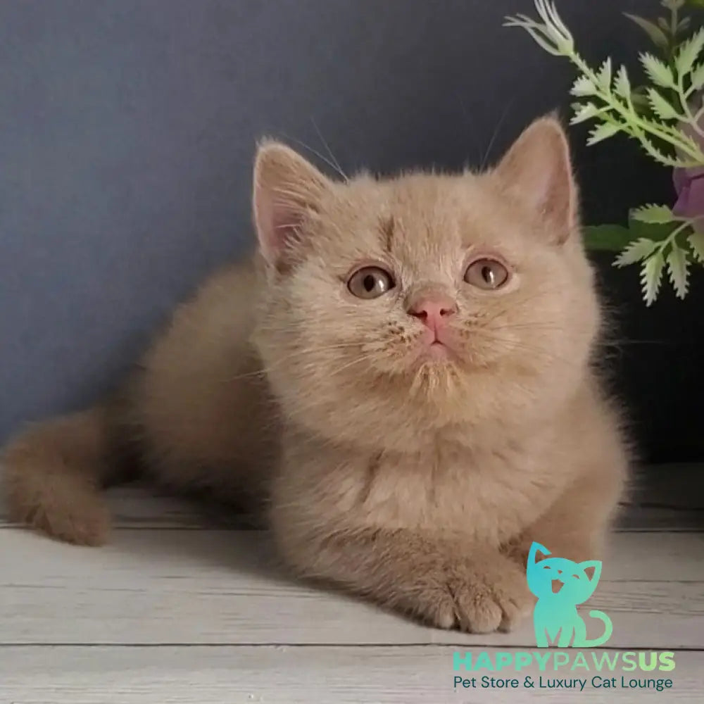Feya British Shorthair female fawn - live animals