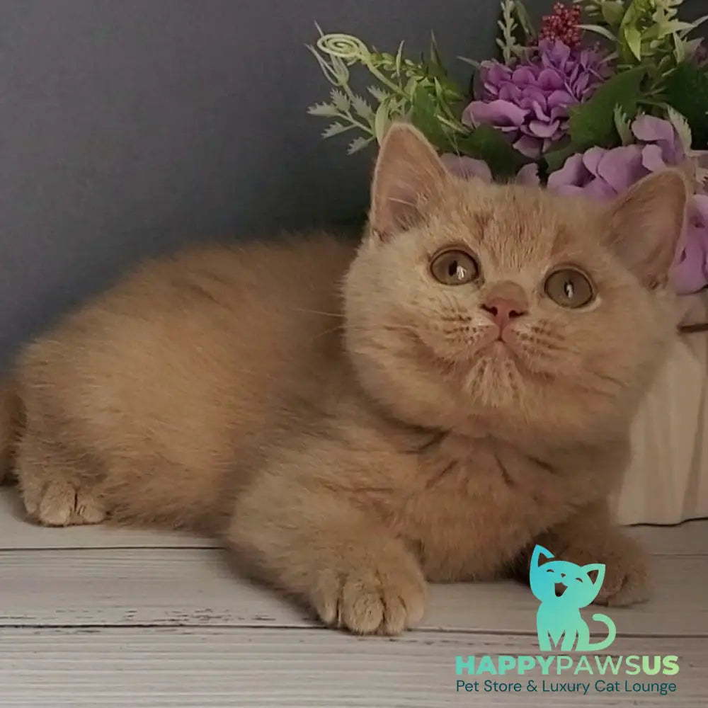 Feya British Shorthair female fawn - live animals