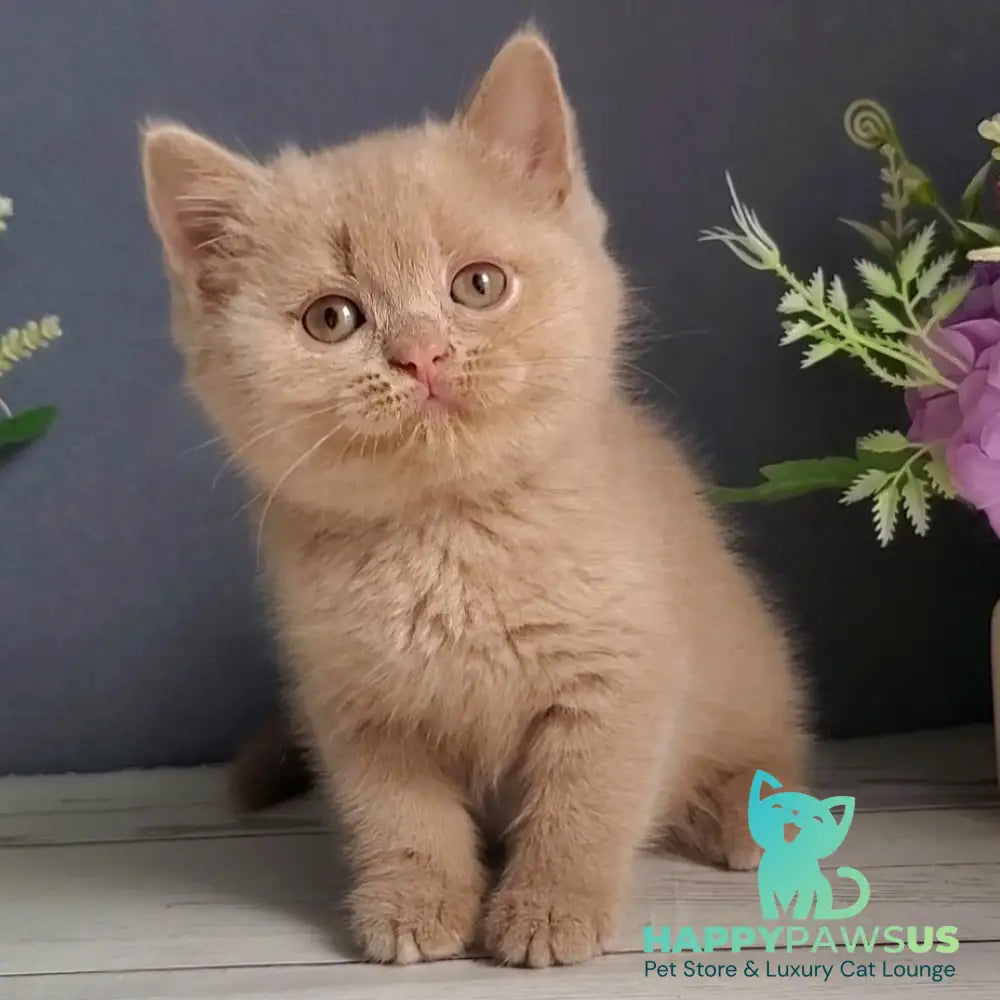 Feya British Shorthair female fawn - live animals