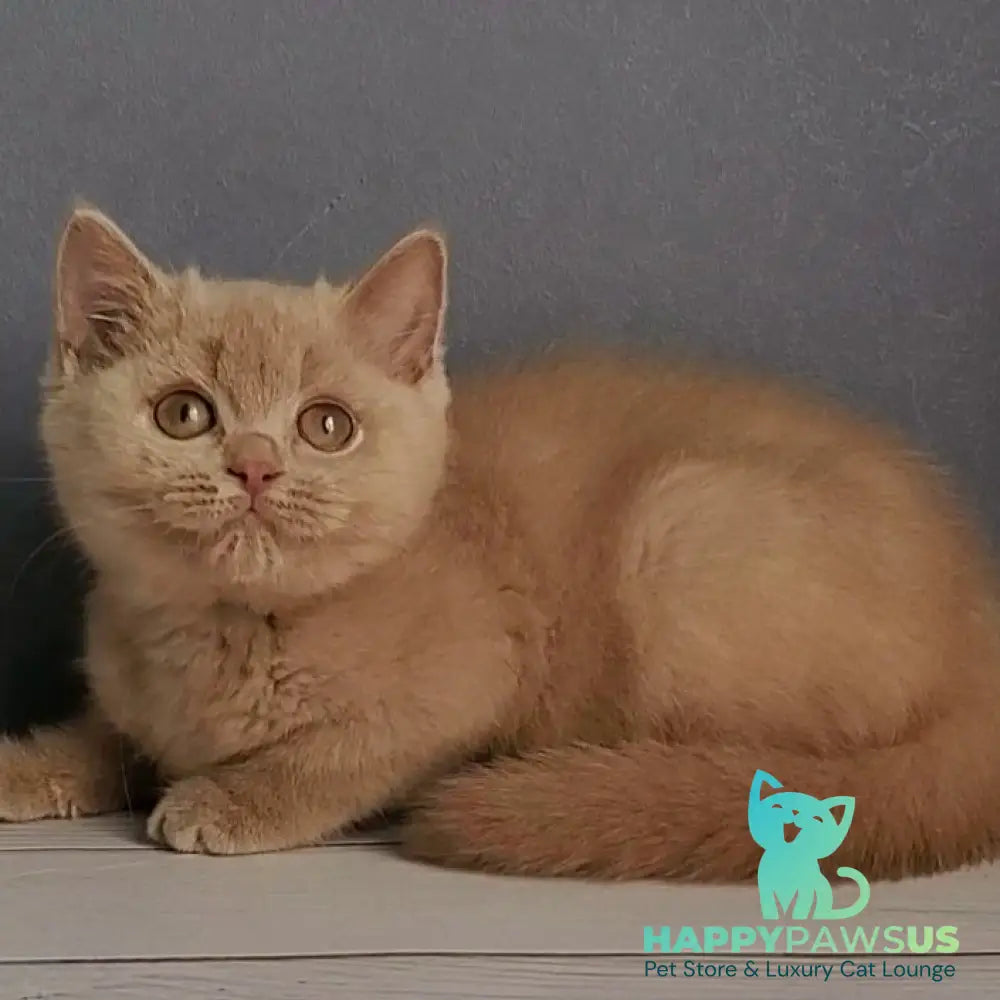 Feya British Shorthair female fawn - live animals