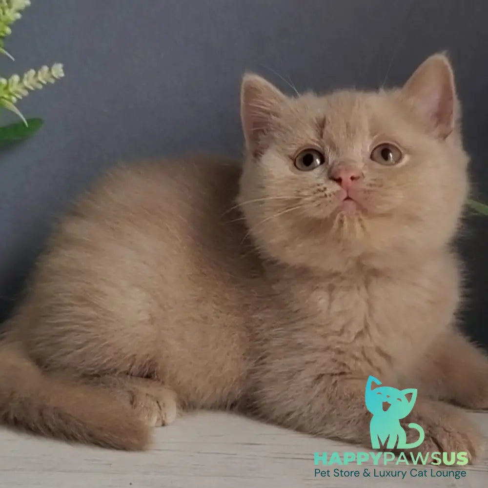 Feya British Shorthair female fawn - live animals