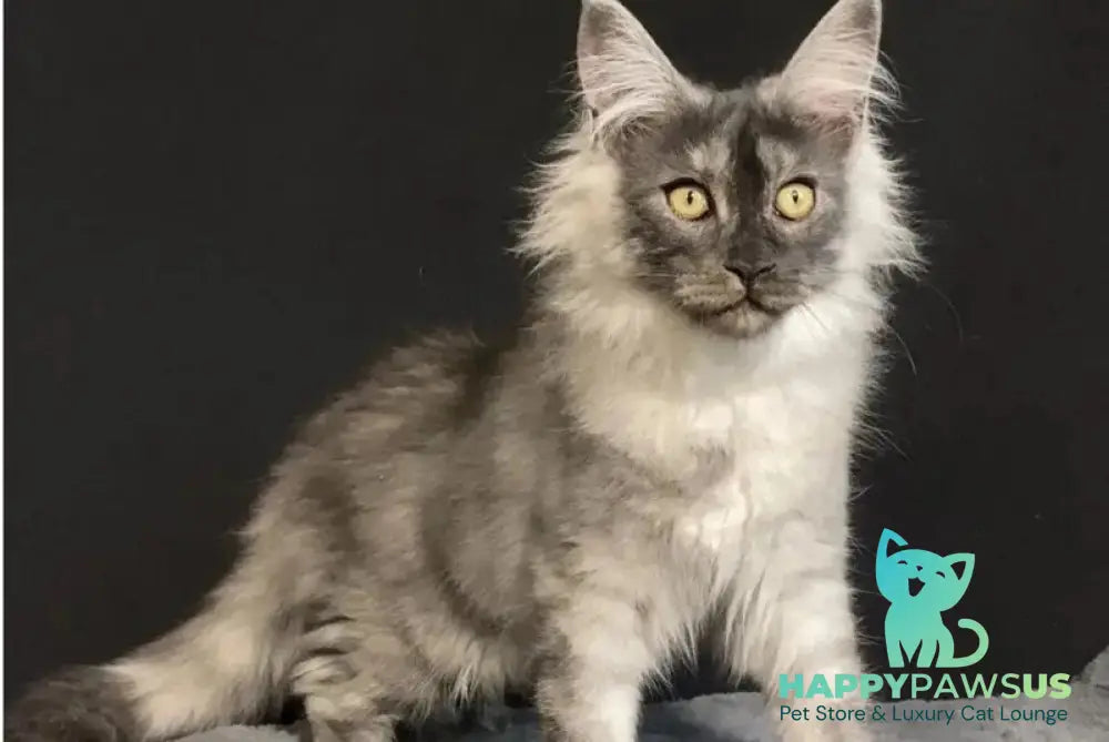 Feya Maine Coon female black silver - live animals