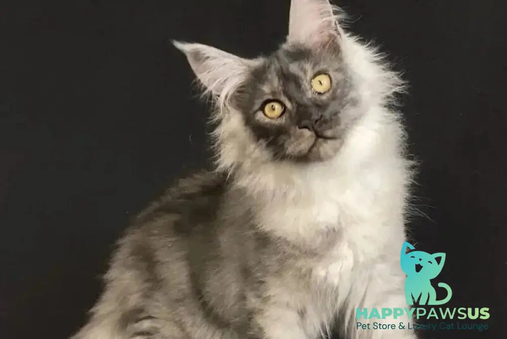 Feya Maine Coon female black silver - live animals
